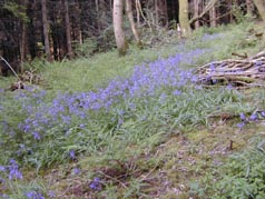 Edistone forest