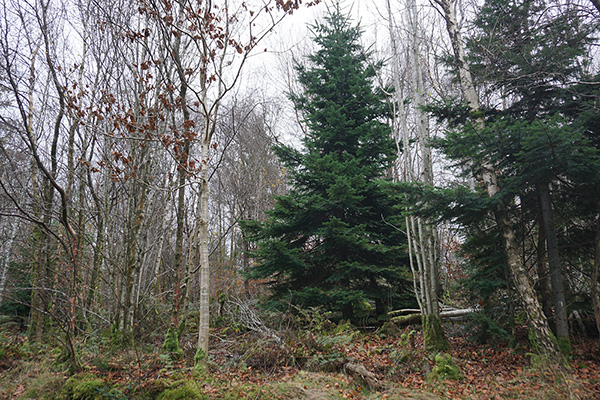 Christmas Tree Cut for Journey