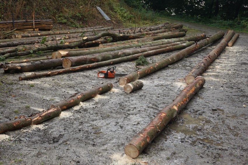 Harvesting Norway Spruce for Wood Stores