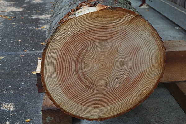 Douglas Fir Cross Section