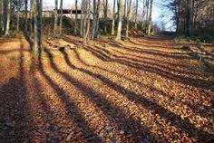 Autumn Beech shadows 300.jpg