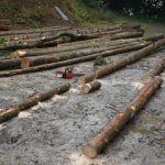 Harvesting Norway Spruce