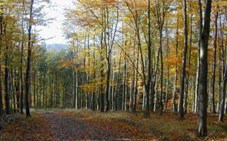 The Edistone forest