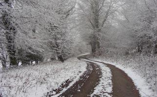 The Edistone forest