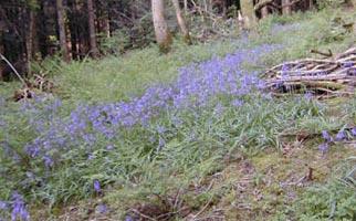 The Edistone forest