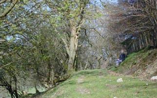 The Edistone forest