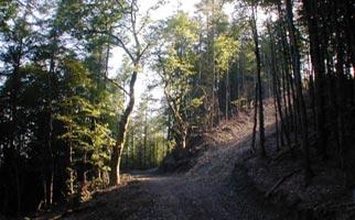 The Edistone forest