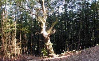 The Edistone forest